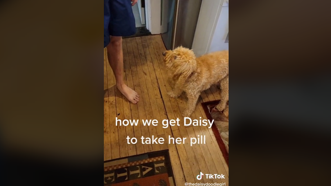 “We just decided to capitalize on the bad behavior,” the dog’s owners joked.