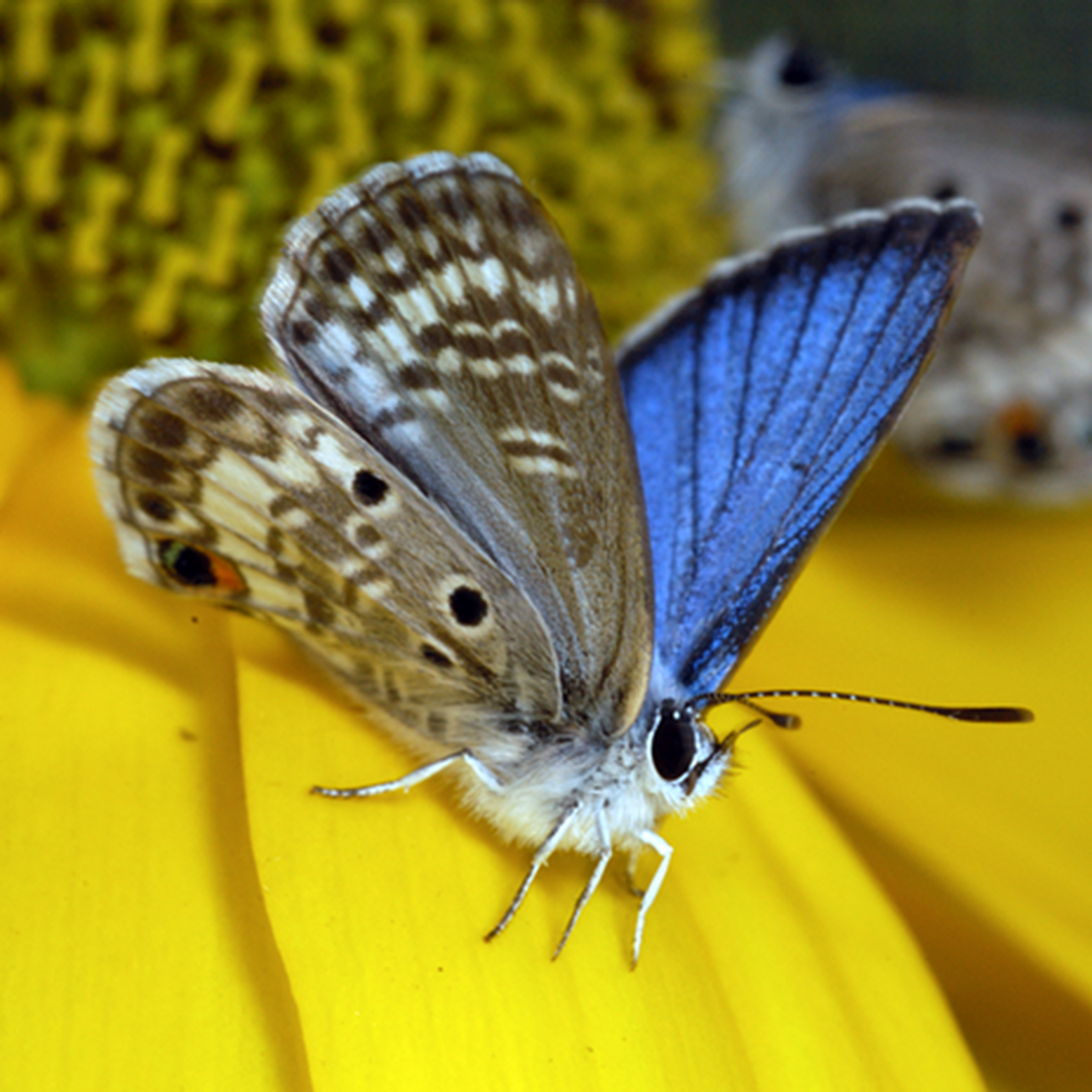 An adult Miami blue butterfly