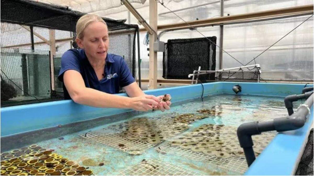 Keri O’Neil, director of the Florida Aquarium’s Coral Conservation Program, holds a baby coral. It is one of thousands that spawned in August and will be raised in the lab until mature enough to be planted on a reef.