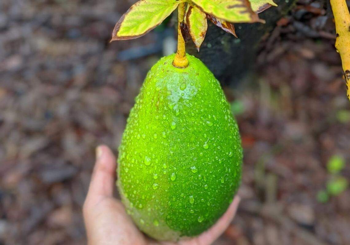 A Saturday pop-up market at the garden will sell avocados grown at Fairchild Farm in Homestead.
