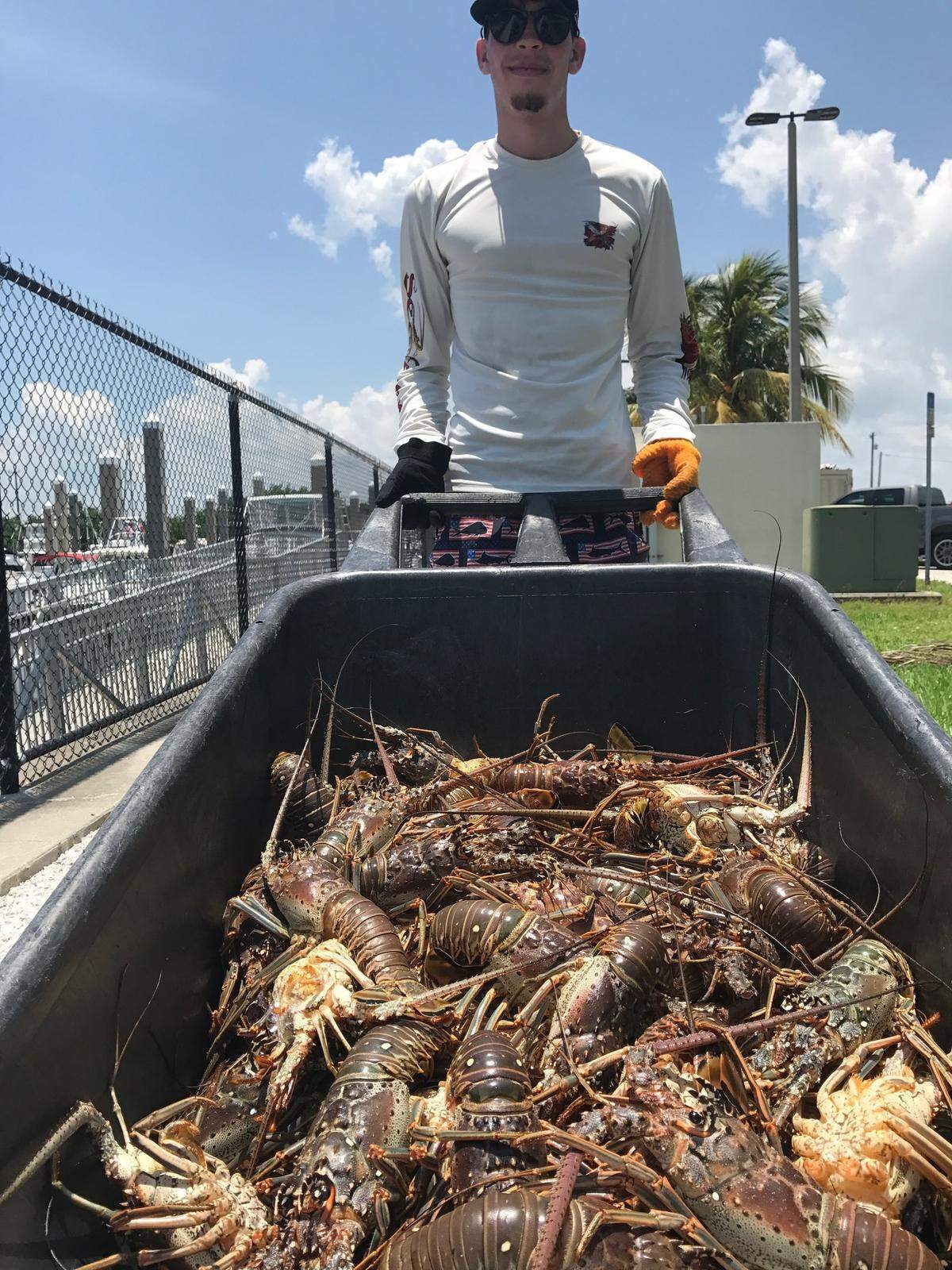 Peter Farinas, 18, of Kendall, stands at the Matheson Hammock marina with a wheelbarrow of lobsters he and his friends caught scuba diving in Biscayne Bay Wednesday, July 25, 2018.