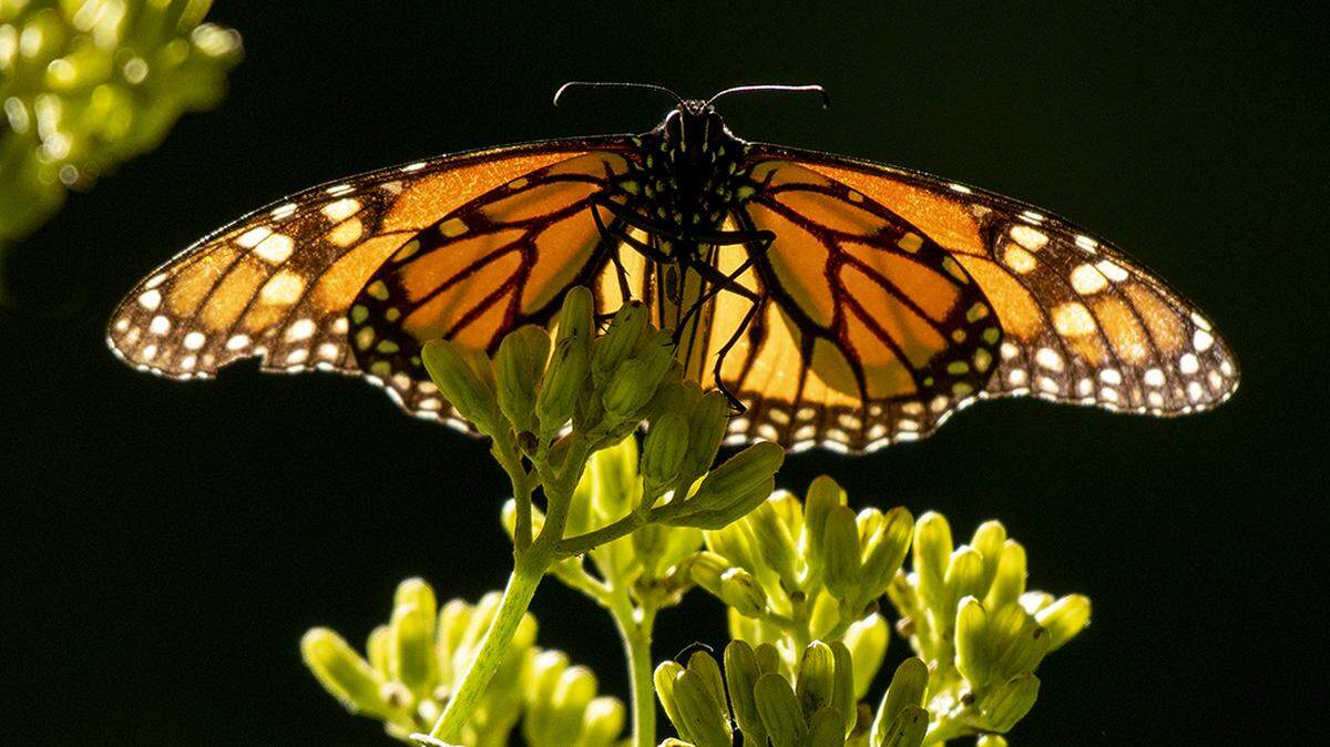 A monarch spreads its wings towards the sun to heat up.