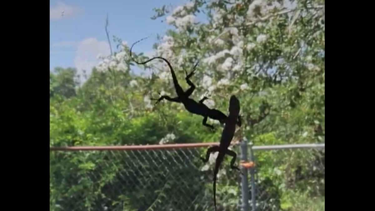 Florida’s brown anole lizards aren’t big or toxic, so their brawls seldom get attention on social media.