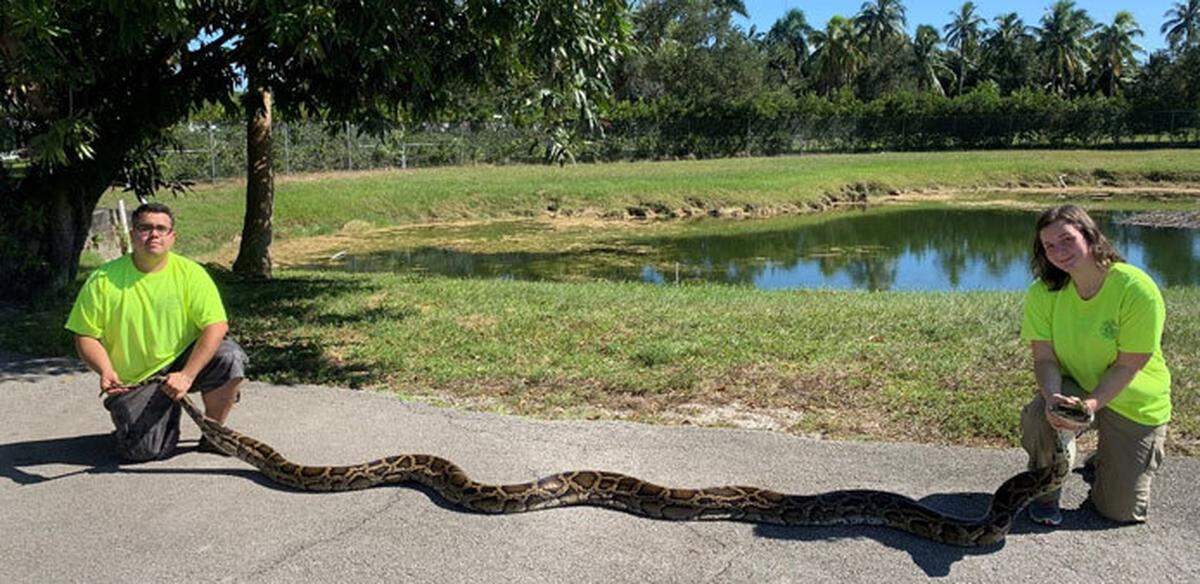 Gov. Ron DeSantis’ proposed budget includes $1 million for Burmese python removal in the Everglades.