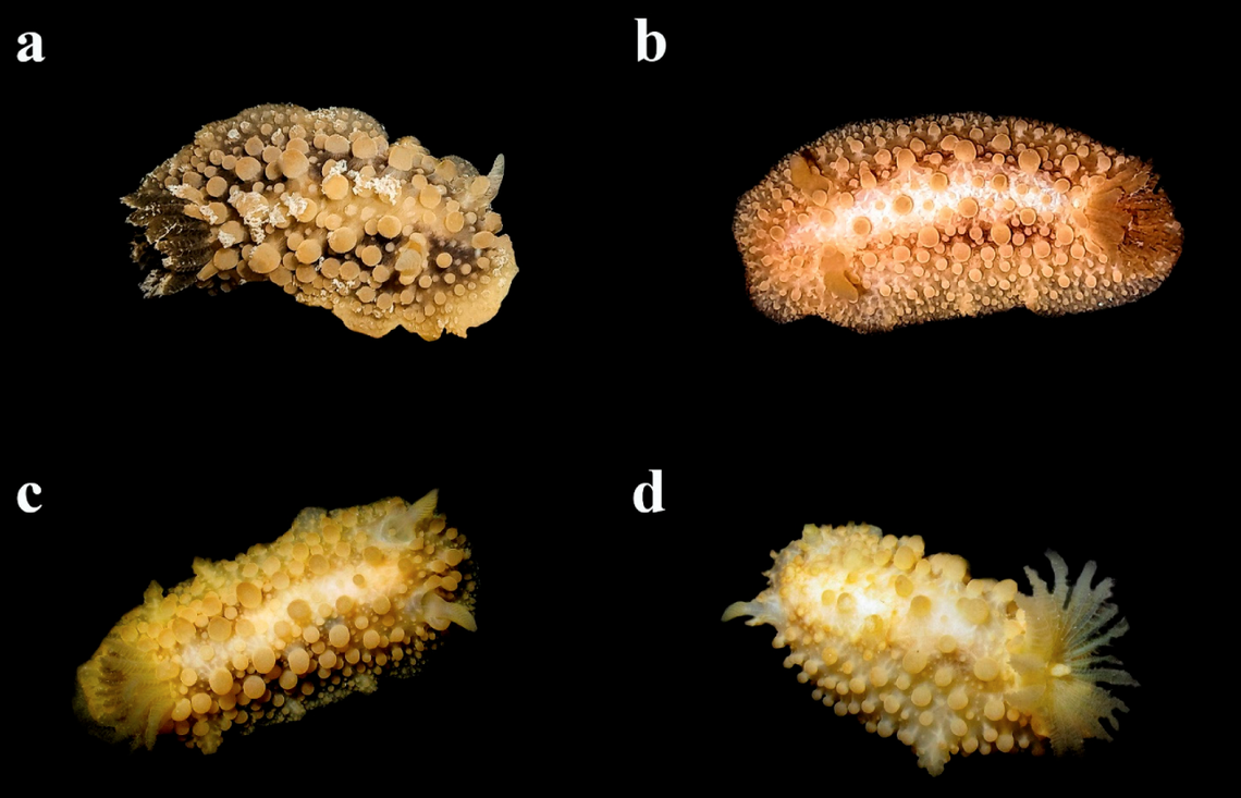 Nudibranches can accumulate and modify chemical compounds within their body, which could prove useful for medicine.