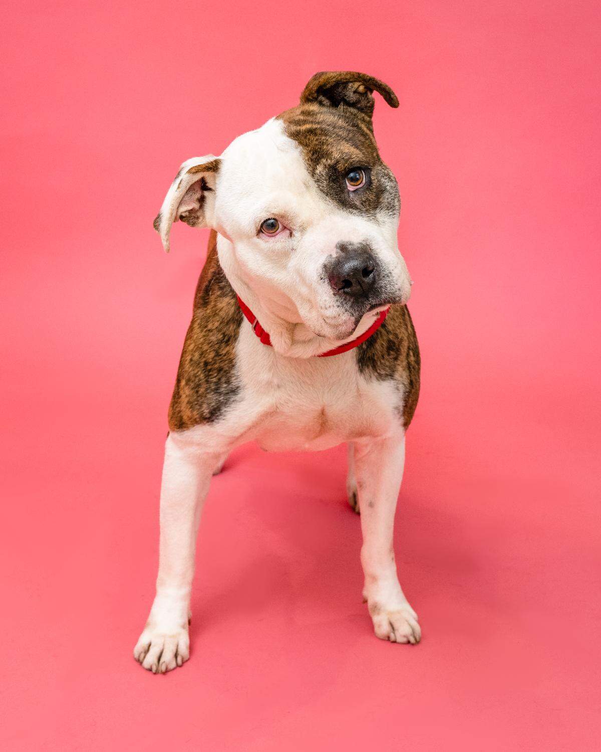 “Lucas #A2026361 is a good boy who thinks he’s a lap dog! He can be shy around new people, but he warms up quick! This handsome 4-year-old loves back scratches, and his silly antics will have you in stitches.&nbsp; If you ever have a ruff day, you can count on Lucas to make it better.&nbsp; Lucas has been waiting for a family since August 2022.”
