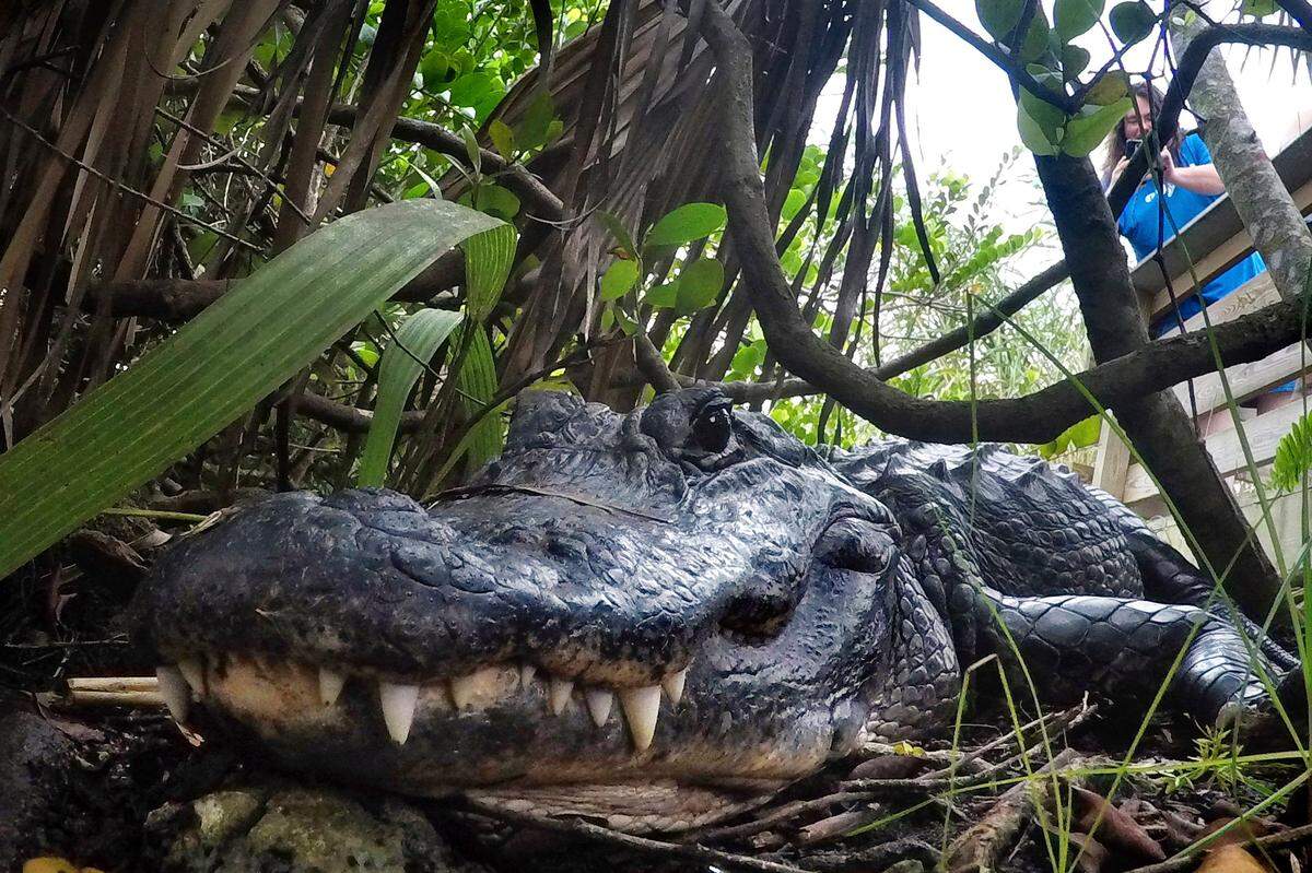 In this Friday, Oct. 18, 2019, photo, an alligator rests in Everglades National Park, near Flamingo, Fla.