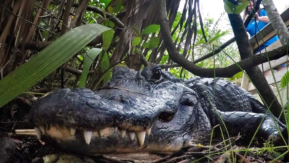 She was wading through water at Everglades National Park. Then an alligator bit her.