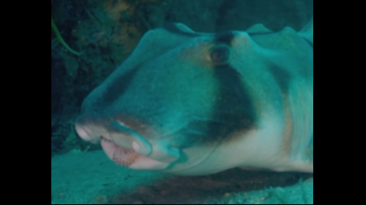 Port Jackson sharks grow to about 5.5 feet in length and are known for having “a distinctive blunt head” and harness-like markings, the Australian Museum reports.