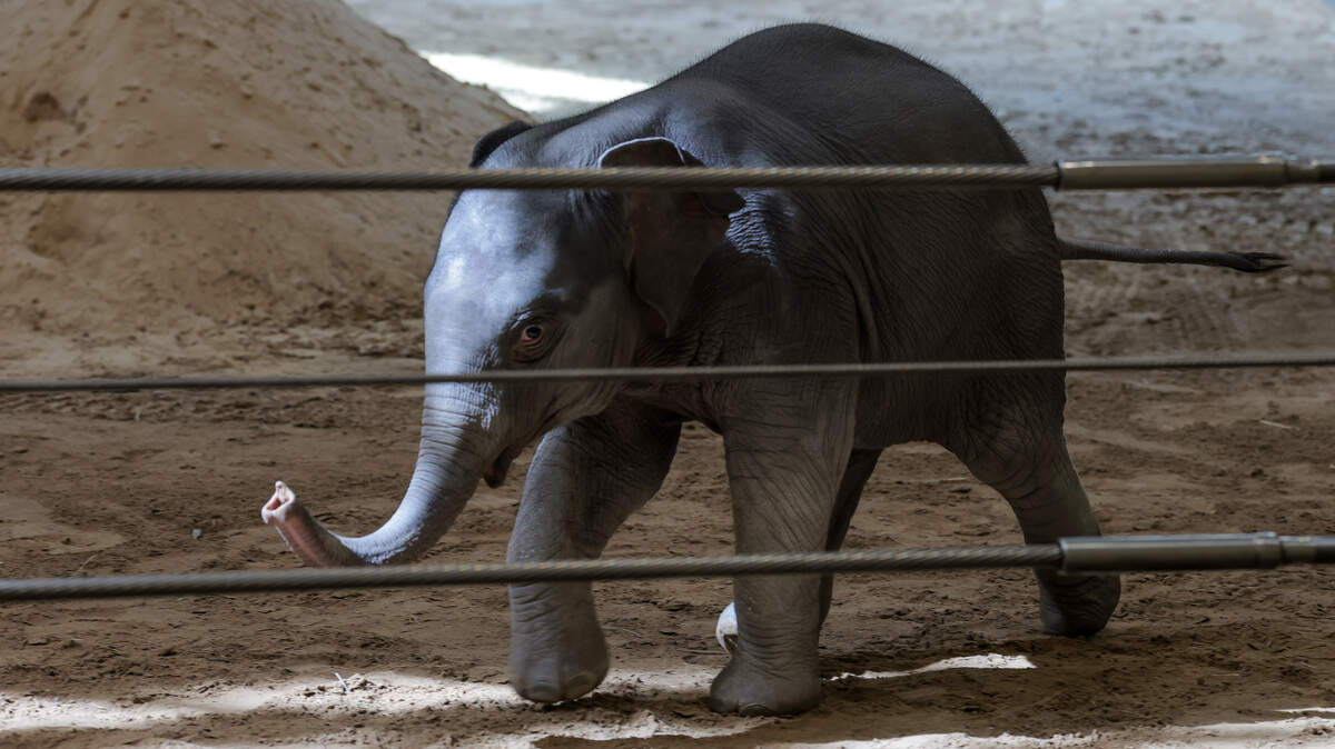 WASHINGTON, DC - APRIL 14: Linh Mai, a 2-month-old Asian elephant, wanders her enclosure during a media preview event at the Smithsonian National Zoological Park on April 14, 2026 in Washington, DC. The new elephant was born February 2nd and is the first Asian elephant born at the zoo in 25 years. (Photo by Anna Moneymaker/Getty Images)