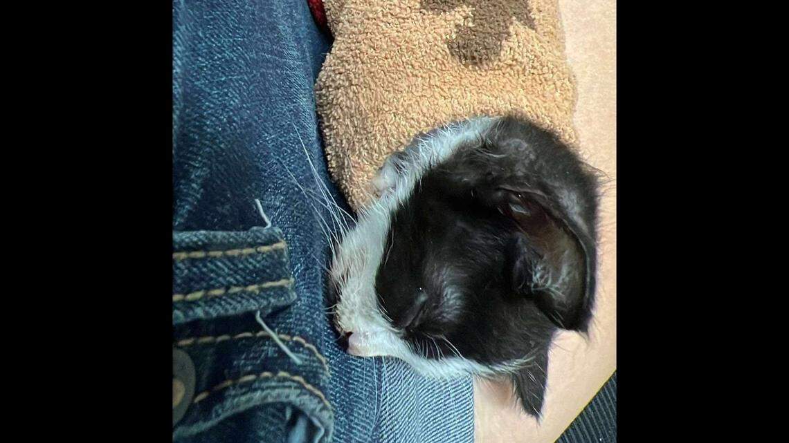 Oreo was in bad shape when he arrived at the shelter, but staff nursed him back to health.
