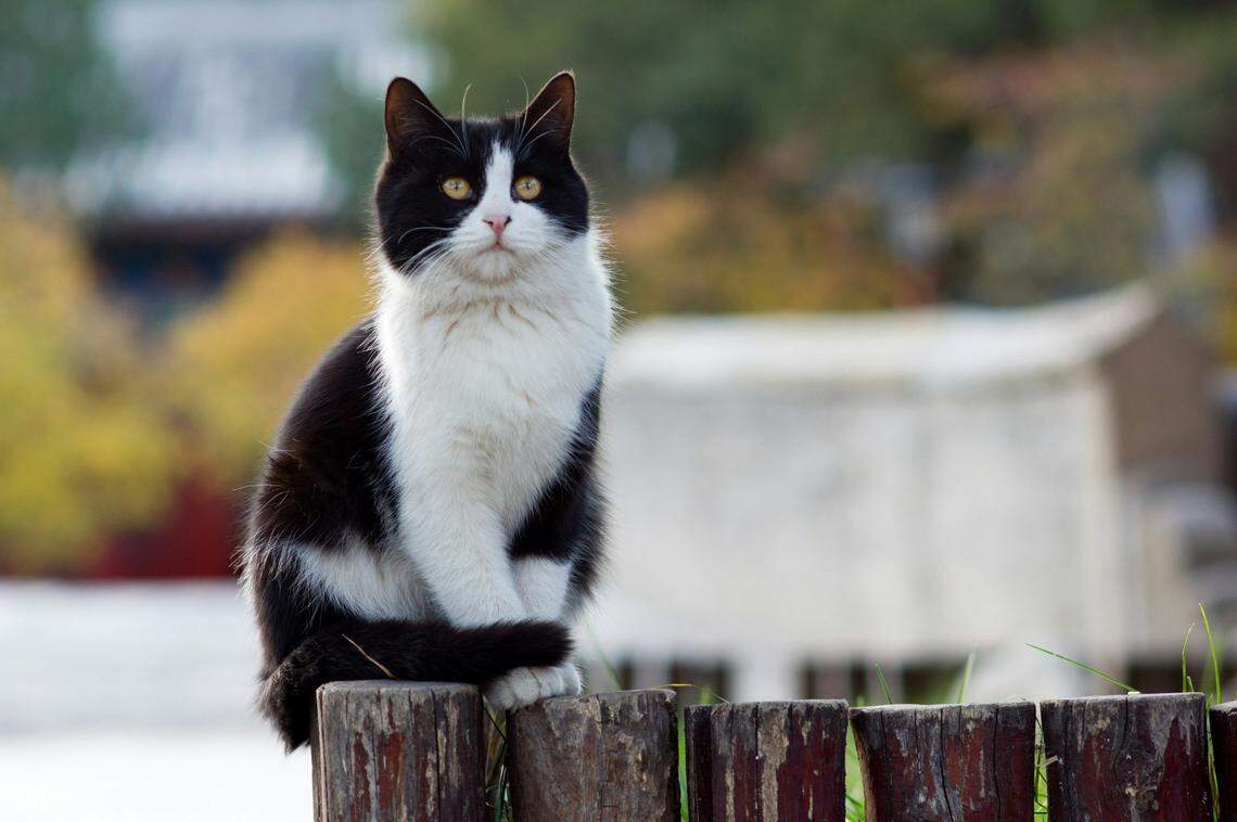 The woman may have contracted the parasite from her household cat (not pictured), doctors said, but she refused to have the cat tested.