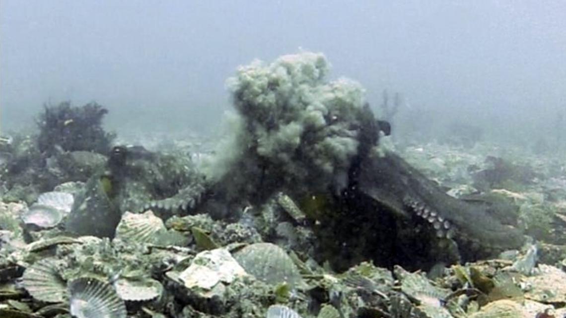 Some female octopuses throw silt at males looking to mate, according to a new study conducted by researchers from Australia, Canada and the U.S.