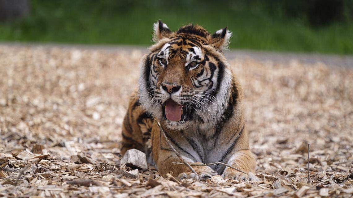 Retired circus tiger Keni rests in his enclosure at Knuthenborg Safari Park, near Maribo, on the island of Lolland, southern Denmark, on June 1, 2021. - Last year, Knuthenborg Safari Park built Europe's largest facility for retired circus elephants. This year, they have opened Europe's largest facility for retired circus tigers. - Denmark OUT (Photo by Liselotte Sabroe / Ritzau Scanpix / AFP) / Denmark OUT (Photo by LISELOTTE SABROE/Ritzau Scanpix/AFP via Getty Images)
