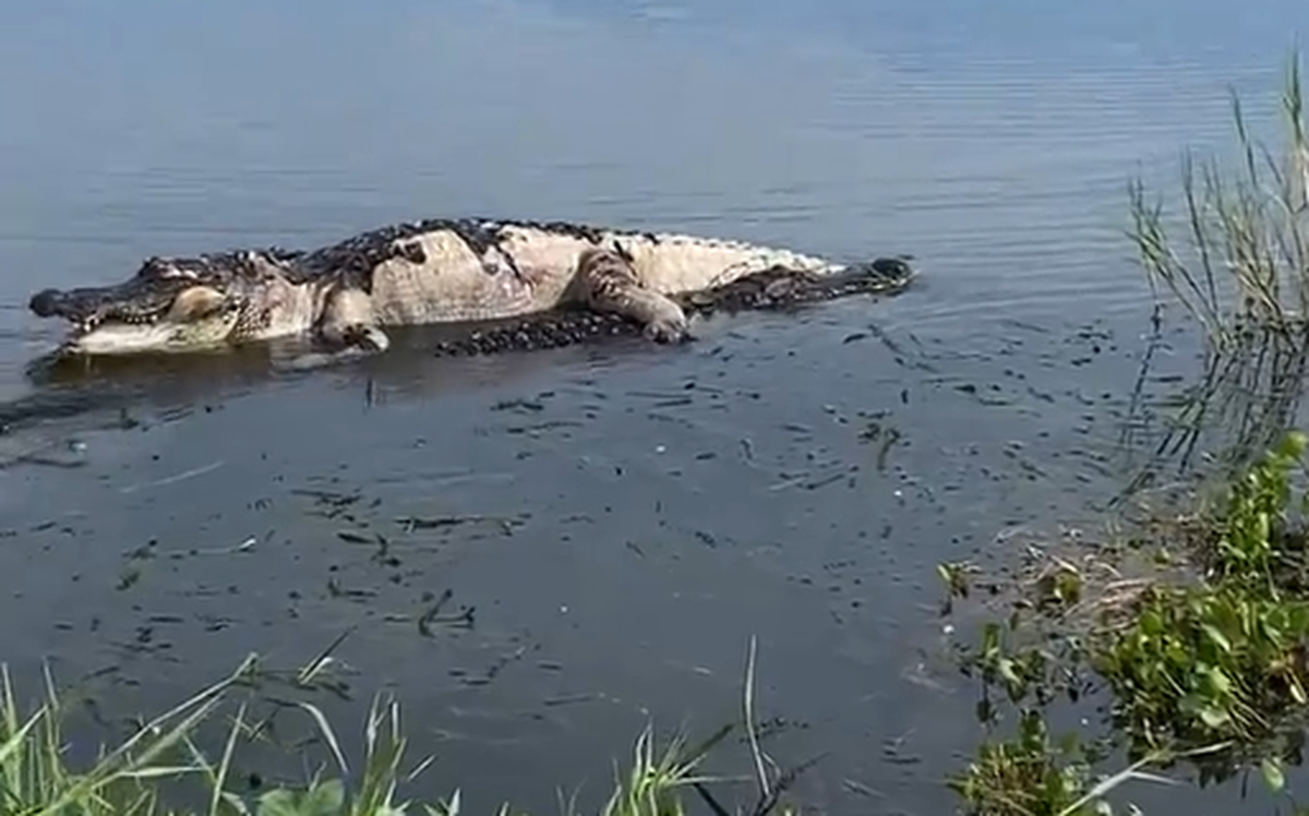 Dawn Jarman was celebrating her birthday with a drive past Florida’s Lake Apopka when she saw one alligator dragging another.