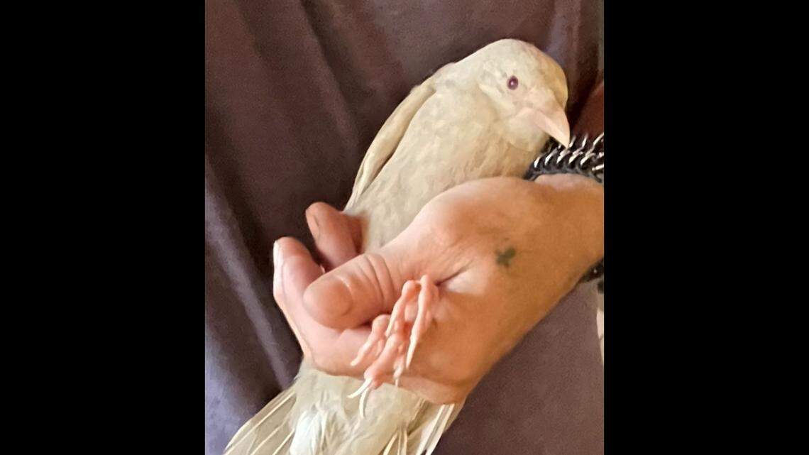 A fledgling albino fish crow was discovered in Connecticut struggling to fly, a wildlife rehabilitation center says.