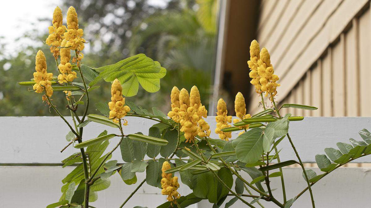 Striking flowers of candlestick senna.