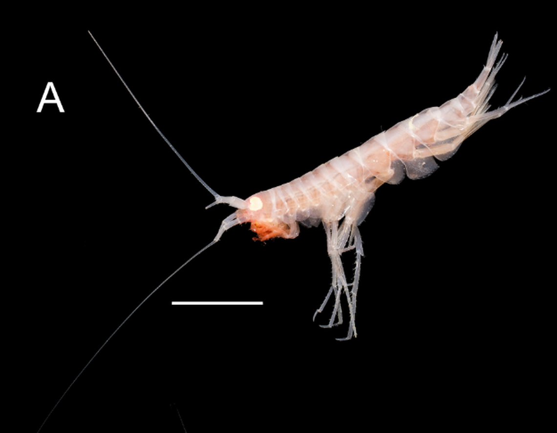 The shrimp is part of an expansive family of bottom-dwellers that feed on the small animals floating in the water, the researchers said.