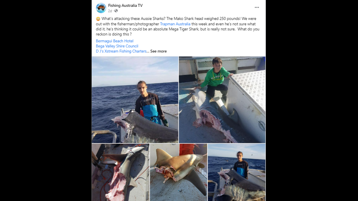 Something is biting sharks in half as anglers reel them in off Australia, resulting in a lot of social media speculation about the predator.