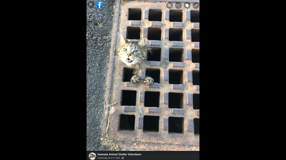 “He got himself into quite the pickle yesterday,” the rescue said.