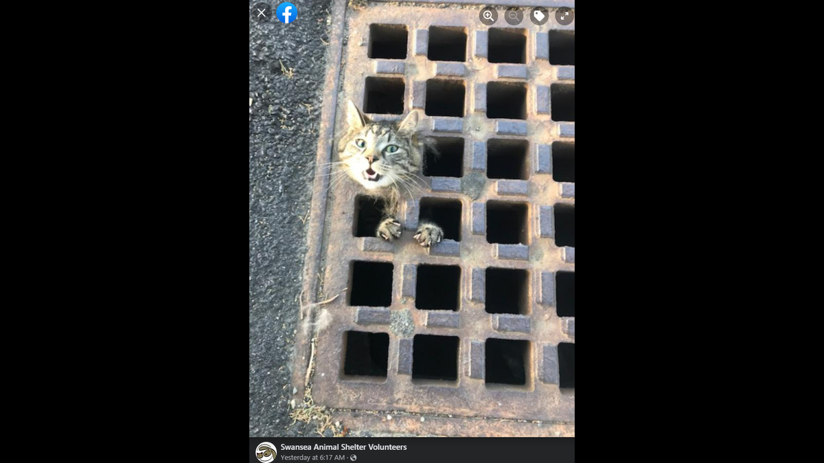 “He got himself into quite the pickle yesterday,” the rescue said.