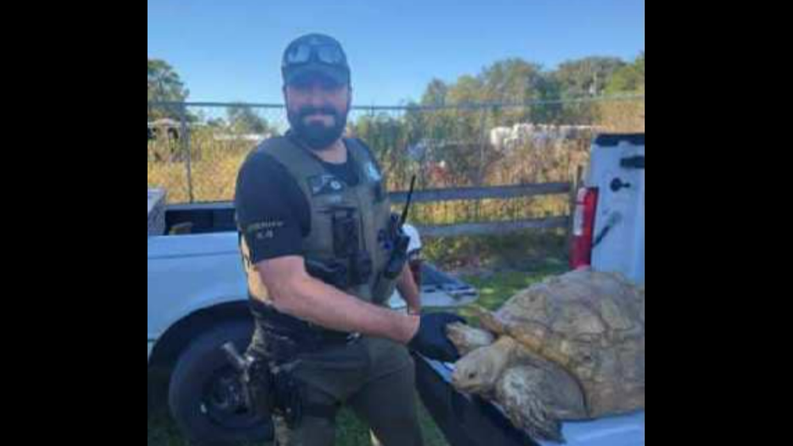 Putnam County Sheriff’s Office K9 Deputy James Sharp helped transport the African tortoise in a pickup truck after it was found trying to cross a road in Interlachen, Florida.