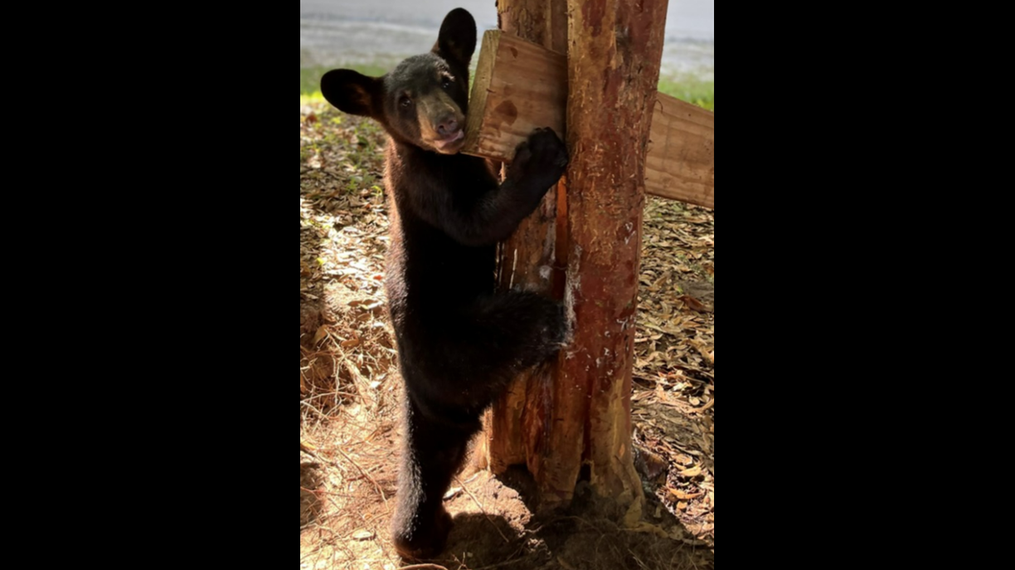 This bear cub got one of its legs caught in the crook of a tree, and rescuers spent more than two hours trying to free it, the Florida Fish and Wildlife Conservation Commission says.