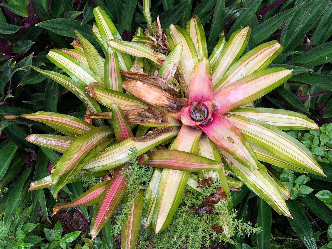 See that spot of gathered rain water at the top of this yard plant? That’s a swimming pool for mosquitoes but they use this rain water to breed, not do the butterfly. Don’t leave pooling water in your yard’s plants, like bromeliads, as it attracts mosquitoes in South Florida.