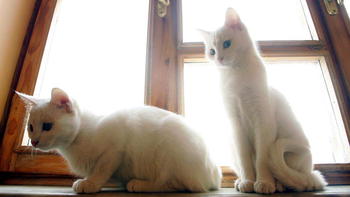 two van cats white