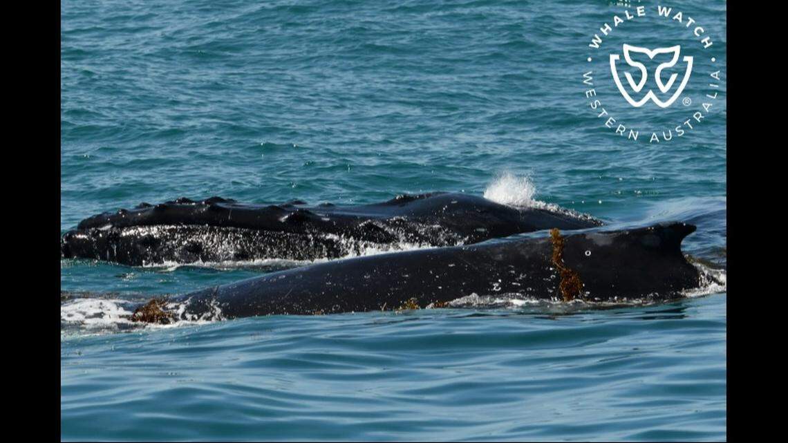 The two humpbacks were enjoying “seaweed facials,” the tour agency said.