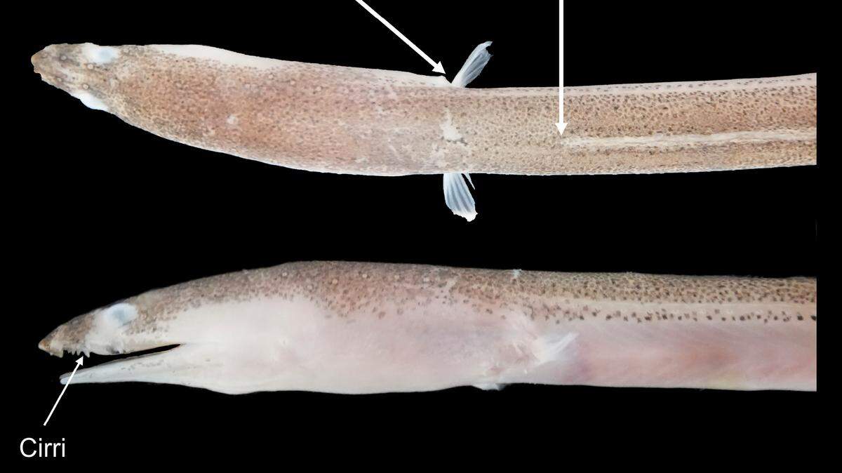 Cirrhimuraena taiwanensis, a new species of eel discovered in Taiwan.