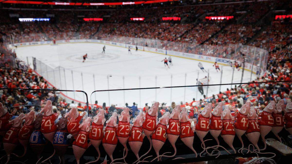 Hand painted Florida Panthers rats watch during the first period of Game 5 of the NHL Stanley Cup Final at the Amerant Bank Arena on Tuesday, June 18, 2024 in Sunrise, Fla.
