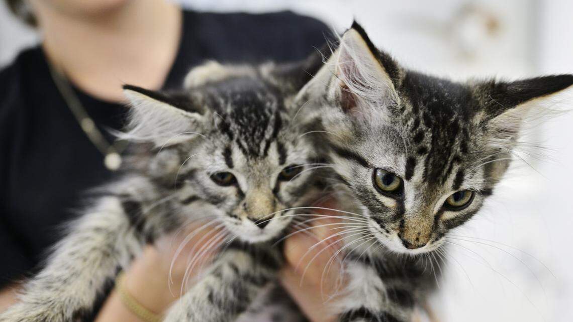 shailene woodley holds two gray cats