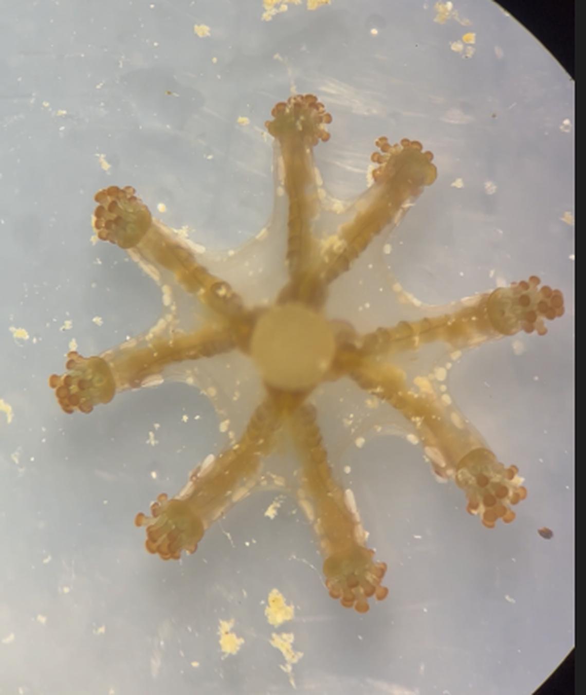 The jellyfish has eight arms that have sticky tips at their ends, researchers said.