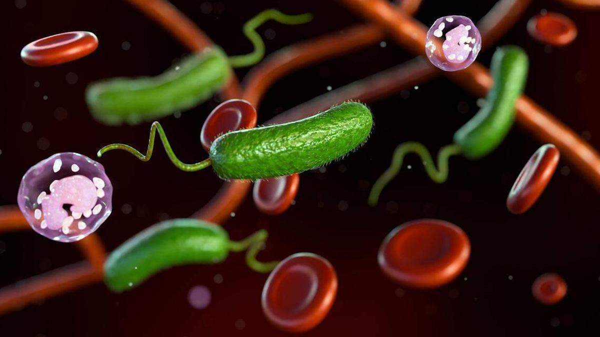 3D representation of Vibrio vulnificus, red blood cells, and white blood cells.