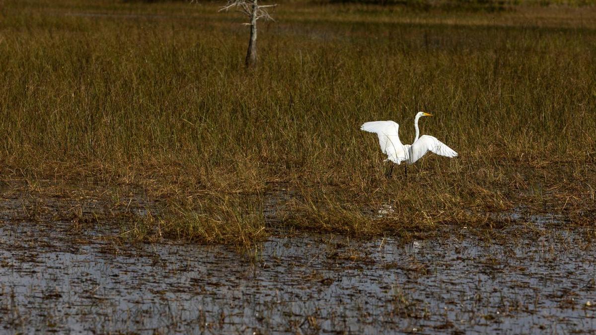 An egret prepares to take flight in the Florida Everglades.