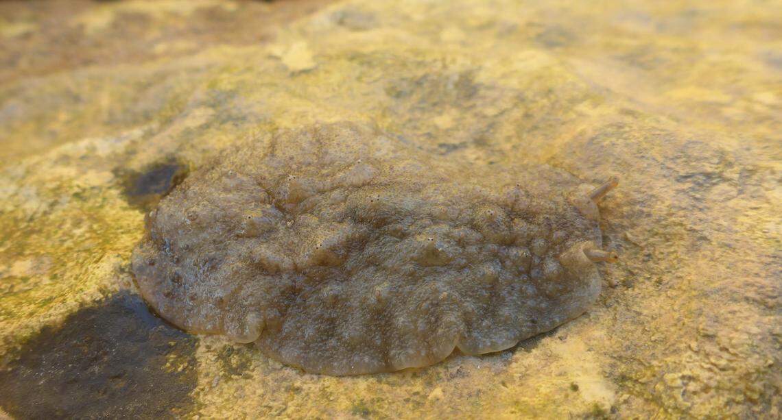 The new species has a significant number of teeth and a hooked penis, researchers said.