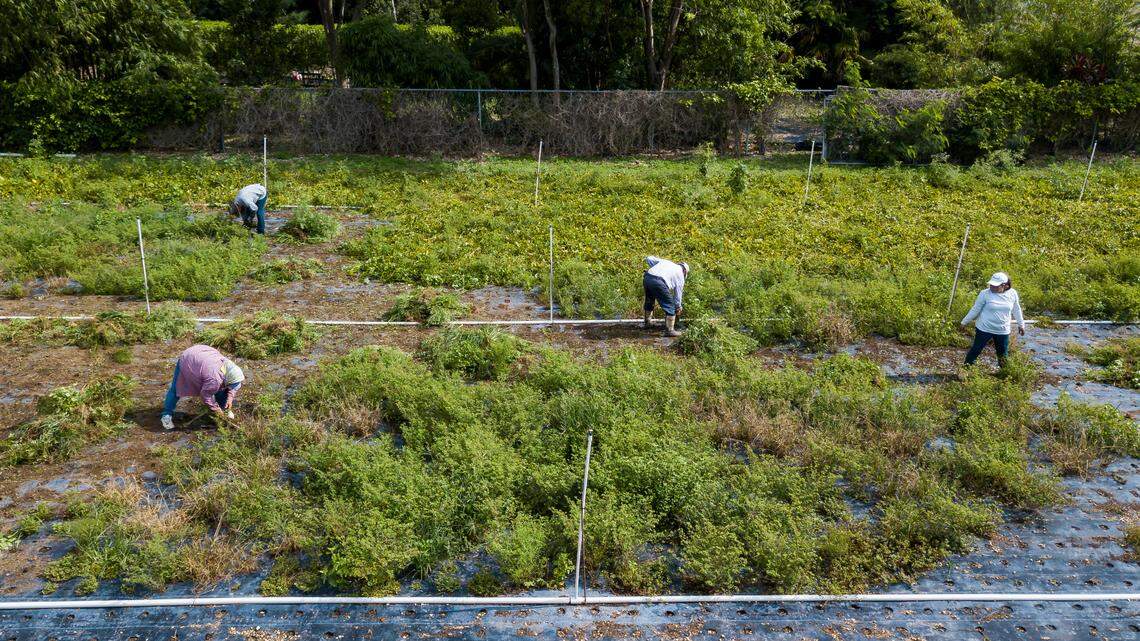 De izquierda a derecha: María Custodio, de 53 años; Ciro Hernández, de 37; Juventino Custodio, de 53, y Verónica Custodio, de 37, trabajan en su granja de espinaca en Homestead, Florida, el miércoles 27 de mayo de 2020.