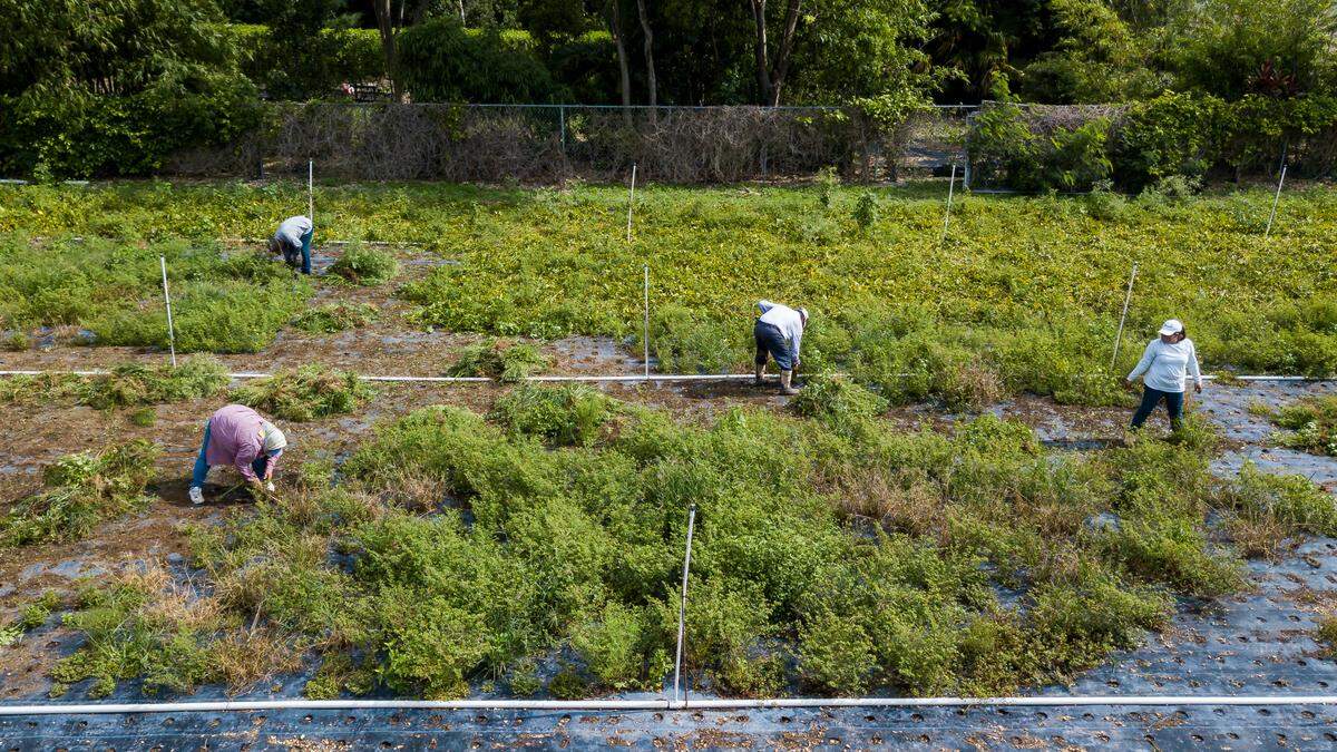 From left to right: Maria Custodio, 53, Ciro Hernandez, 37, Juventino Custodio, 53, and Veronica Custodio, 37, work on their spinach farm in Homestead, Florida on Wednesday, May 27, 2020. The farm belongs to Juventino Custodio, 53, who was forced to let his spinach rot after the coronavirus pandemic caused a disruption in his supply chain process.