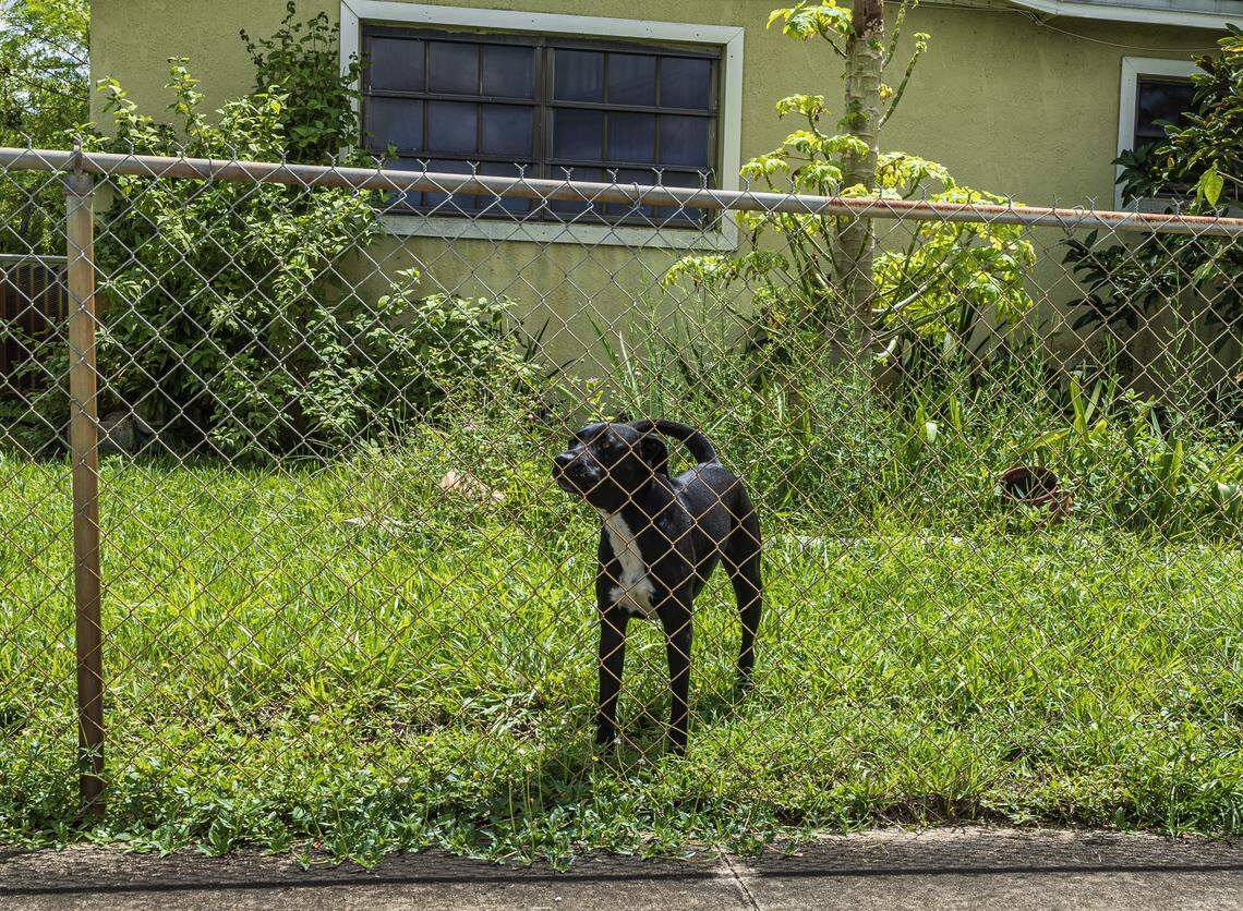 A dog is seen on a yard of a house near of the corner where Doreen Broadbelt, was killed in an apparent dog attack that occurred in the area of Northwest 14th Court and Northwest 196th Terrace, in Miami Gardens as she was walking to her job at Walmart, on Labor Day, on Tuesday September 02, 2025.