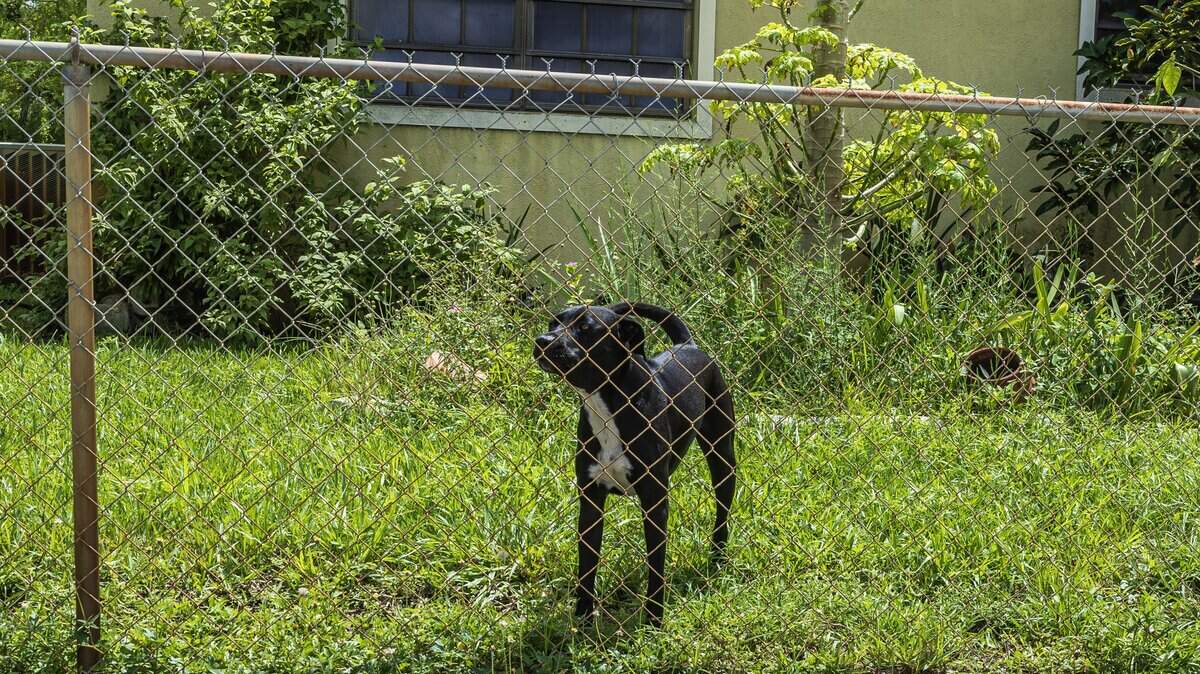 HOA liability after fatal dog attack in Florida | Miami Herald