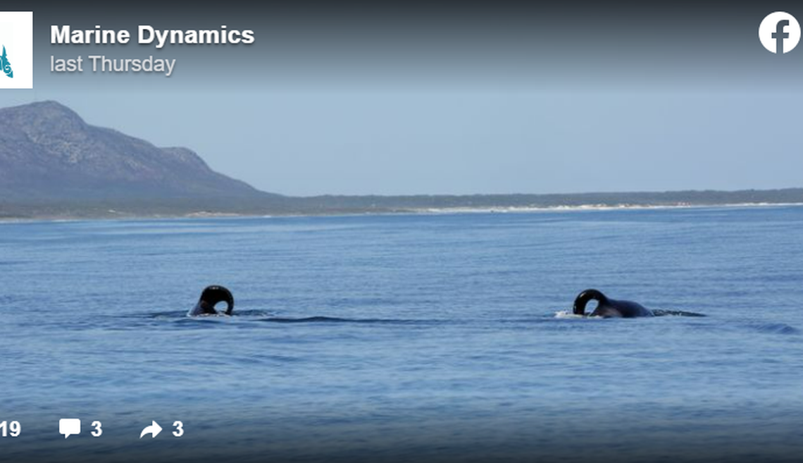 The orcas, Port and Starboard, photographed by researchers in South Africa.