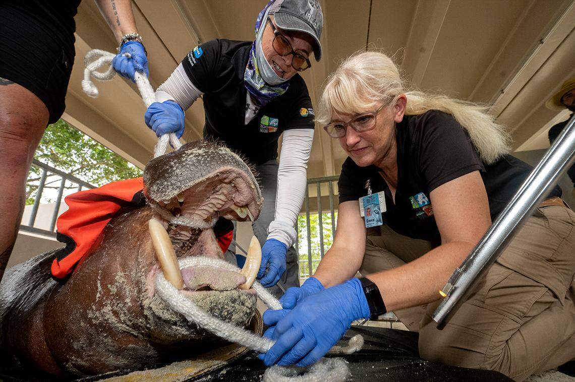 Chief of Animal Health, Dr. Gwen Myers, along with Zoological Supervisor, Tabitha Miller, prepare Aubergine for intubation