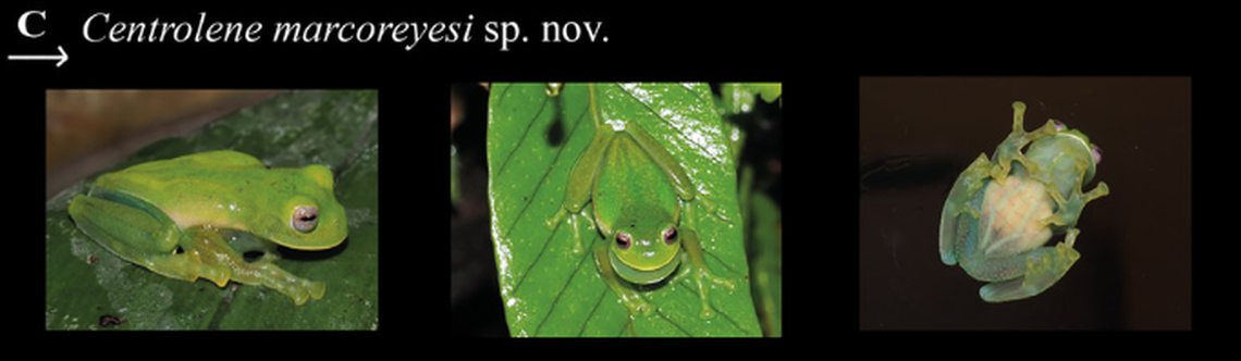 C. marcoreyesi has a lavender tint to their eyes and a clear belly.