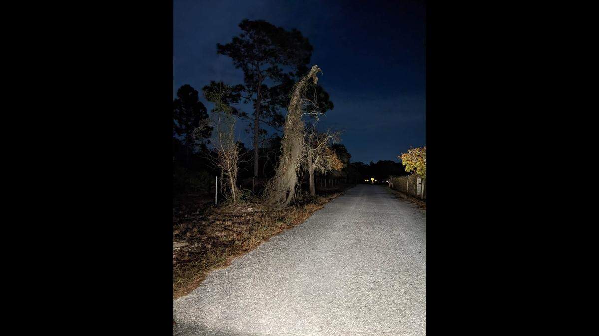 This 25-foot tree in Brooksville, Florida, has been dubbed the Grim Reaper after photos were shared on social media.