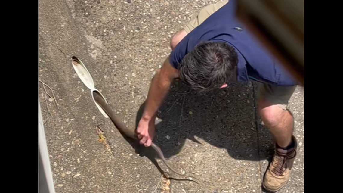 A venomous eastern brown snake made multiple attempts to bite the snake catcher sent to move it in Australia driveway, video shows.