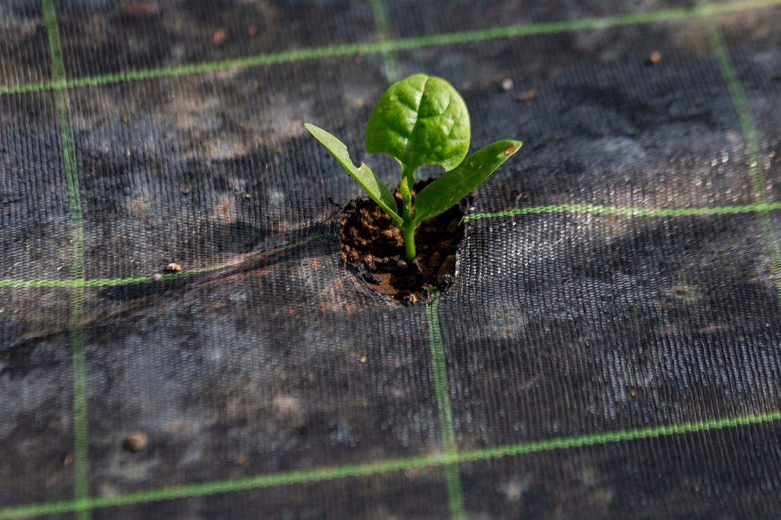 Un sembrado de espinaca en una granja de Homestead, Florida, el miércoles 27 de mayo de 2020. La granja es de Juventino Custodio, de 53 años, quien se vio obligado a dejar que la cosecha se pudriera en los campos tras las pandemia del coronavirus, que trastocó completamente la cadena de suministro.