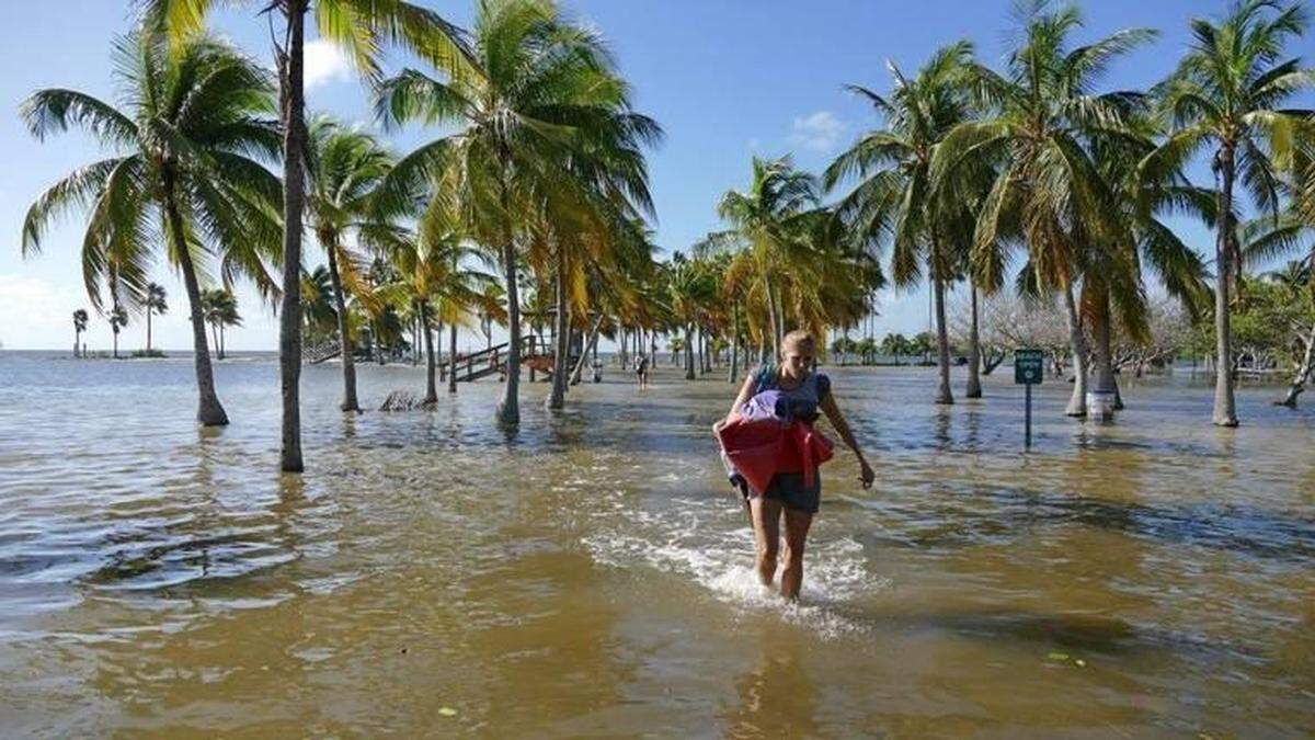 King tide flooding swamps the palm trees at Matheson Hammock Park in Miami-Dade County.