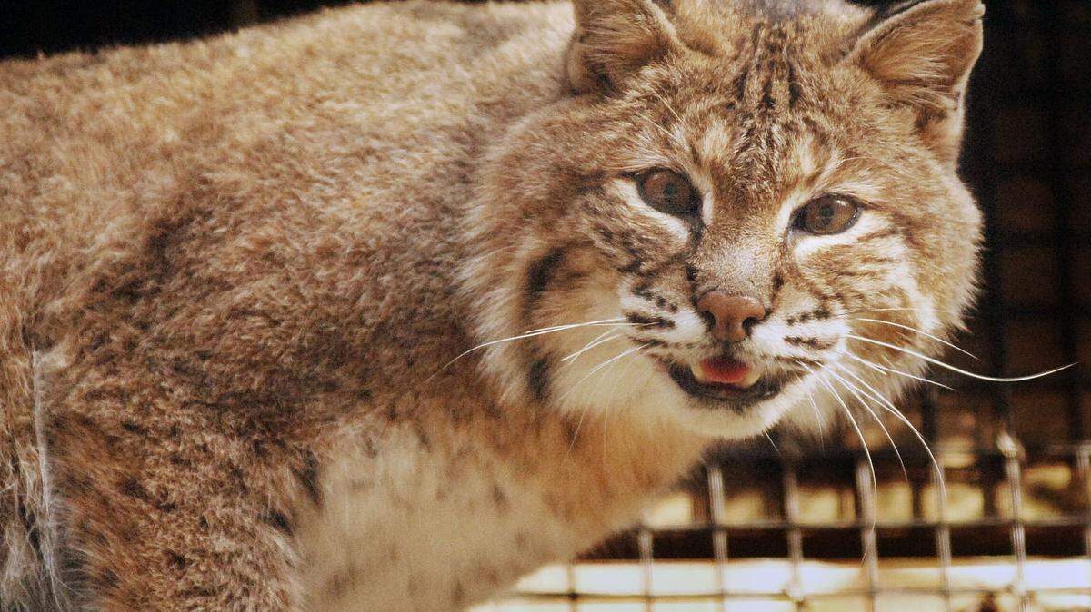 According to residents of the home, the bobcat entered and bit the homeowner before “being trapped in a bathroom,” the release said.