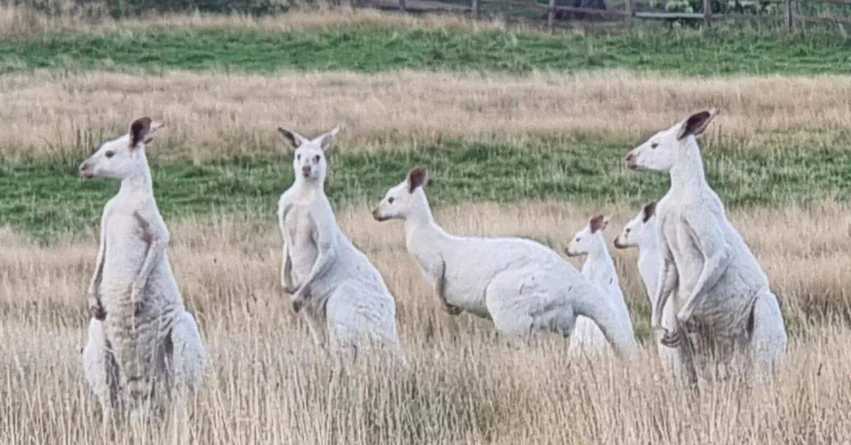 Another photo shows four of the large and two small white kangaroos.